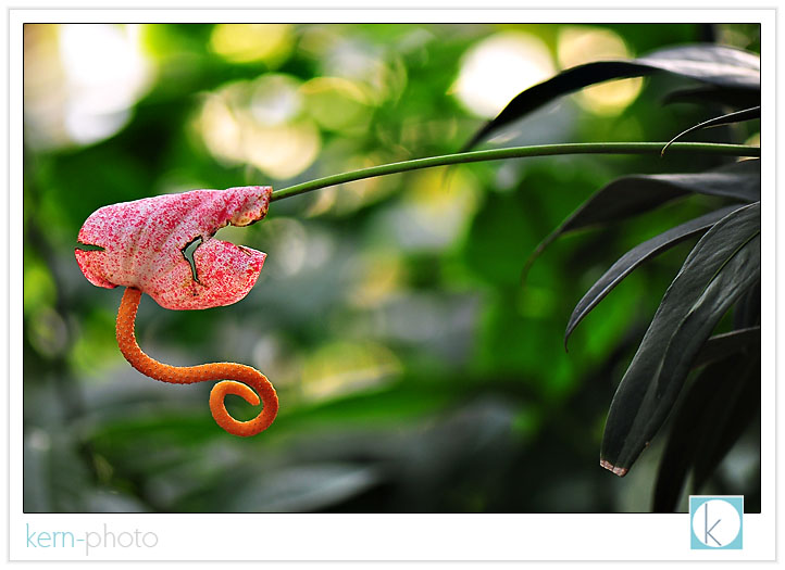 photographed by kern-photo with nikon 105 mm f/2.8 af-s macro lens bokeh kern-photo botanic gardens washington dc