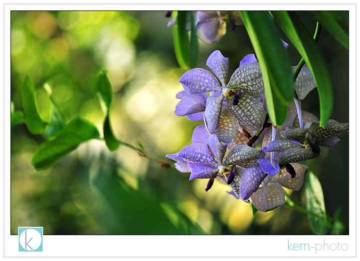 photographed by kern-photo with nikon 105 mm f/2.8 af-s macro lens bokeh kern-photo botanic gardens washington dc