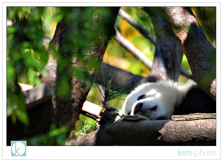  female giant panda named zhen zhen