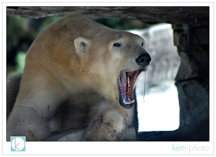 a polar bear yawns with remnants of sweet potatoes