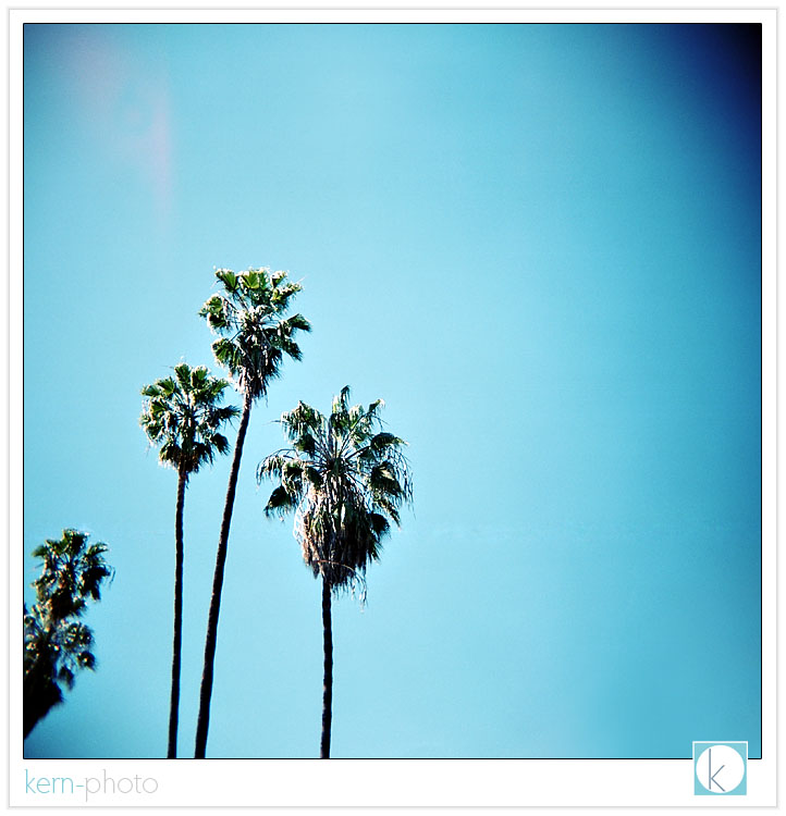 palm trees in avalon, california