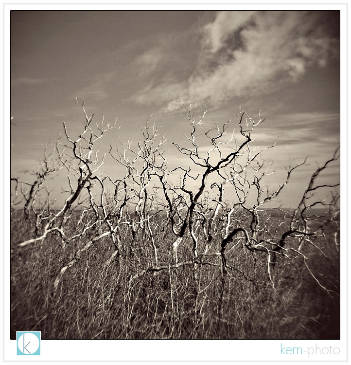 fire burned landscape at mesa verde by kern-photo with holga camera